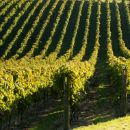 Waiheke Island Afternoon Tour